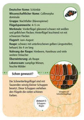 50-heimische-schmetterlinge-kunstundspiel-3 - kunstundspiel