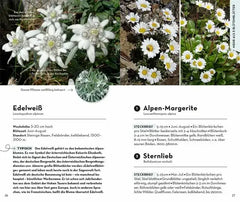 basic-alpenblumen-kunstundspiel-4 - kunstundspiel