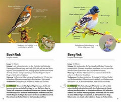 basic-gartenvogel-kunstundspiel-3 - kunstundspiel
