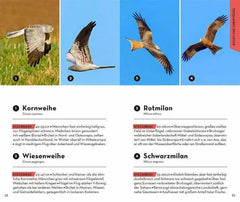 basic-vogel-kunstundspiel-4 - kunstundspiel