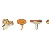 masking-tape-mushroom-pilze-kunstundspiel-1 - kunstundspiel