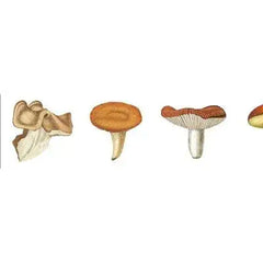 masking-tape-mushroom-pilze-kunstundspiel-1 - kunstundspiel