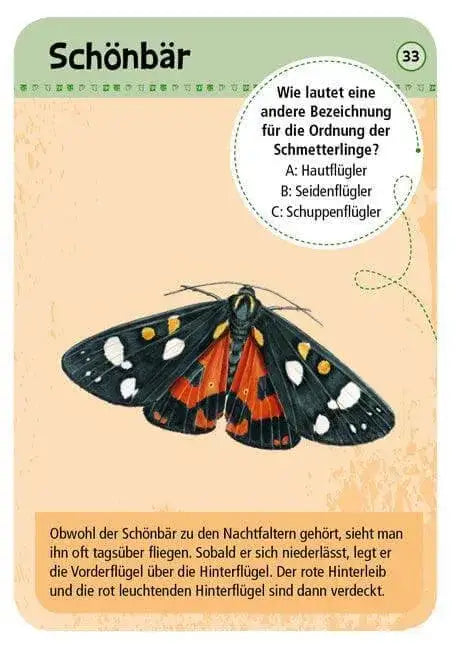 50-heimische-schmetterlinge-kunstundspiel-2 - kunstundspiel 