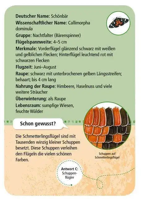 50-heimische-schmetterlinge-kunstundspiel-3 - kunstundspiel 