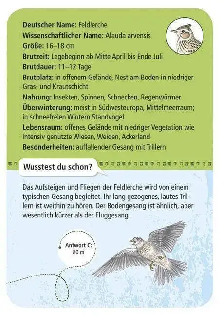 50-heimische-vogel-kunstundspiel-3 - kunstundspiel 