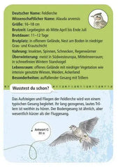 50-heimische-vogel-kunstundspiel-3 - kunstundspiel 