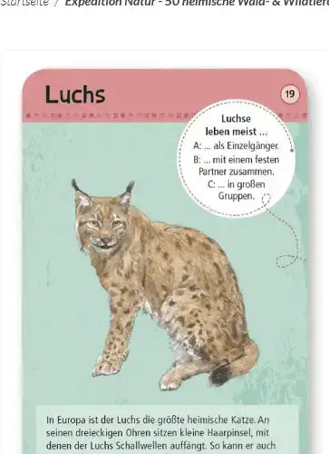 50-heimische-wald-and-wildtiere-kunstundspiel-2 - kunstundspiel 