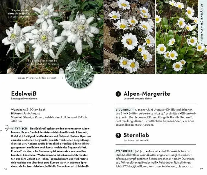 basic-alpenblumen-kunstundspiel-4 - kunstundspiel 