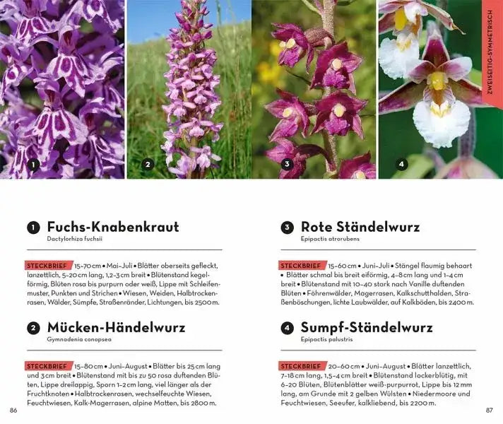 basic-alpenblumen-kunstundspiel-5 - kunstundspiel 