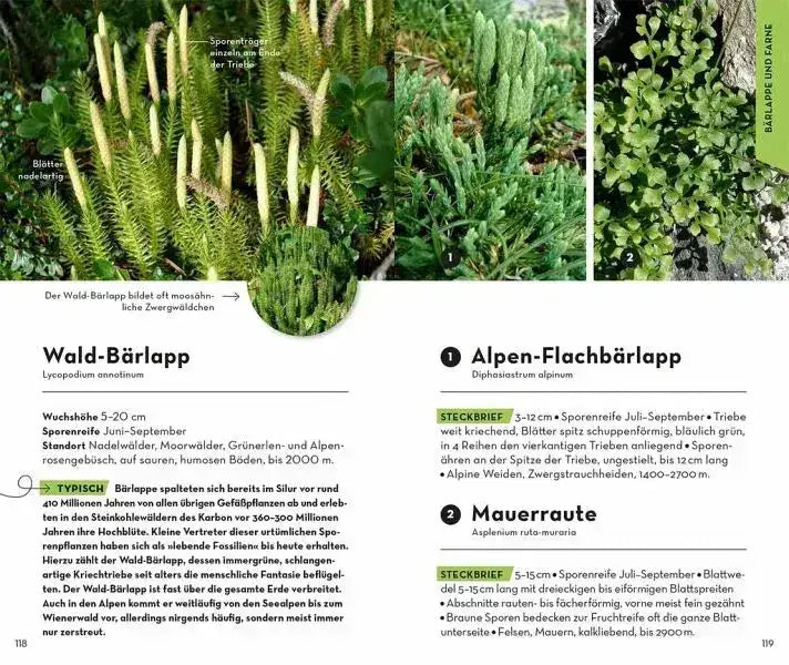 basic-alpenblumen-kunstundspiel-6 - kunstundspiel 