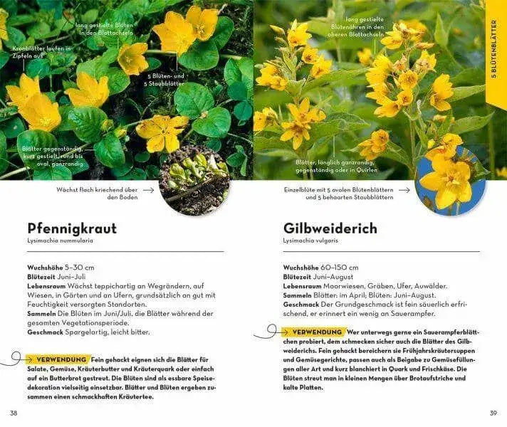 basic-fruchte-und-wildkrauter-kunstundspiel-4 - kunstundspiel 