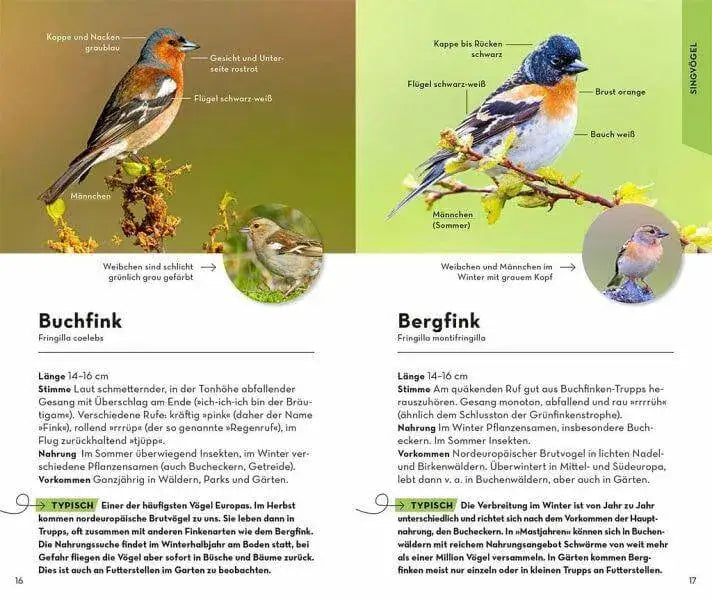 basic-gartenvogel-kunstundspiel-3 - kunstundspiel 