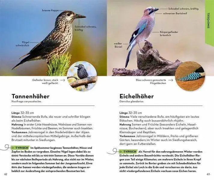 basic-gartenvogel-kunstundspiel-4 - kunstundspiel 