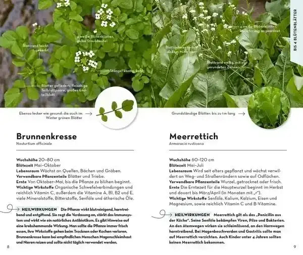 basic-heilpflanzen-kunstundspiel-2 - kunstundspiel 