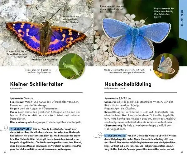 basic-schmetterlinge-kunstundspiel-3 - kunstundspiel 