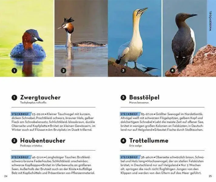 basic-vogel-kunstundspiel-3 - kunstundspiel 