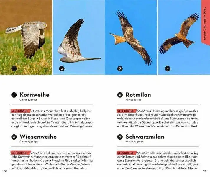 basic-vogel-kunstundspiel-4 - kunstundspiel 