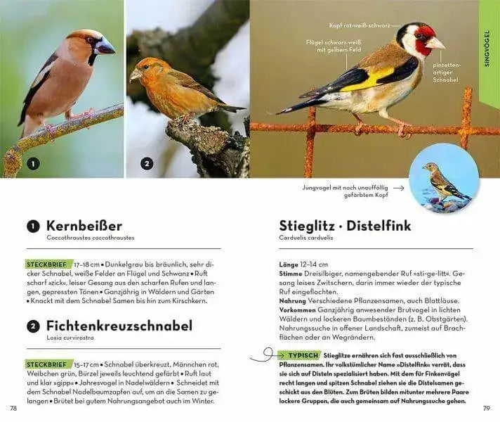 basic-vogel-kunstundspiel-5 - kunstundspiel 