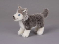 Huskywelpe