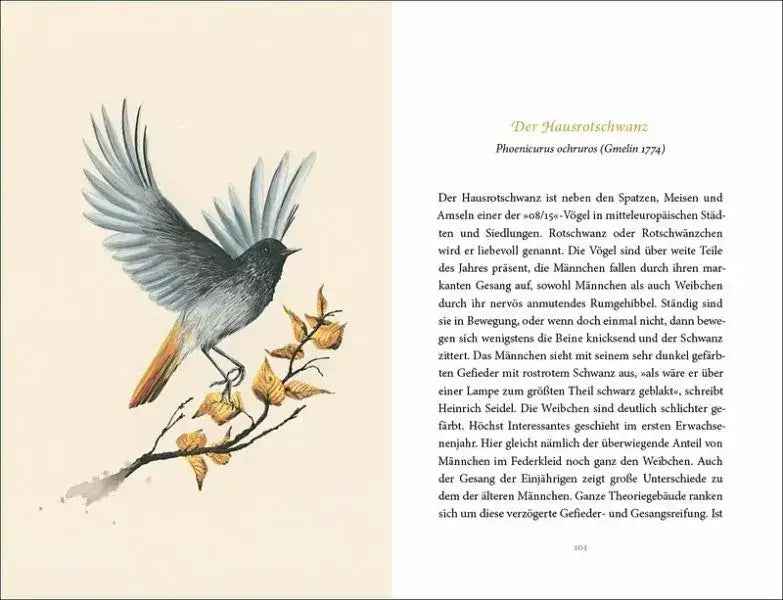 vom-gluck-des-vogelgesangs-kunstundspiel-81757 - kunstundspiel 