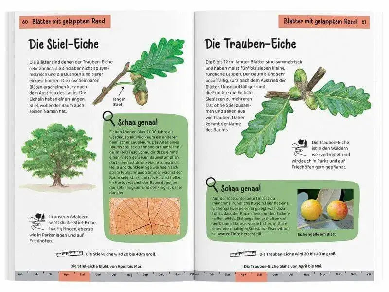 welcher-baum-ist-das-kindernaturfuhrer-kunstundspiel-2 - kunstundspiel 