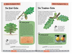 welcher-baum-ist-das-kindernaturfuhrer-kunstundspiel-2 - kunstundspiel 